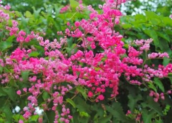 Điểm danh những cây cảnh được trồng nhiều tại sân vườn