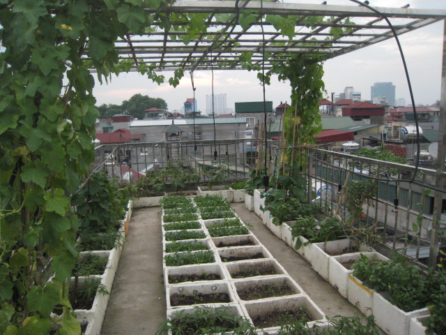 Làm thế nào để trồng rau trên mái tôn an toàn và đúng cách 