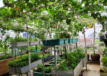 Bật mí cách trông rau trên sân thượng một phát ăn ngay